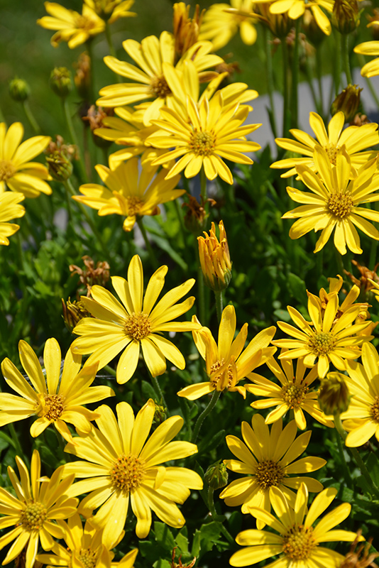 Bright Lights Yellow African Daisy (Osteospermum 'Bright Lights Yellow') at Plants Unlimited