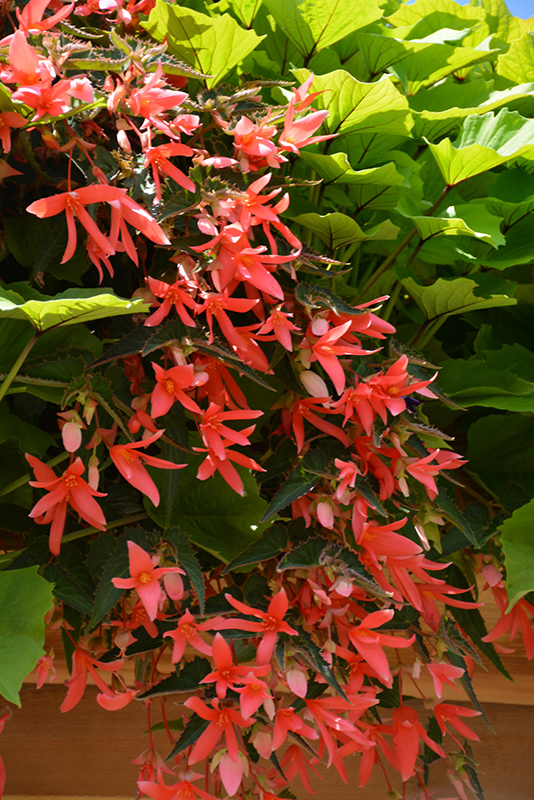 San Francisco Begonia (Begonia boliviensis 'San Francisco') at Plants Unlimited