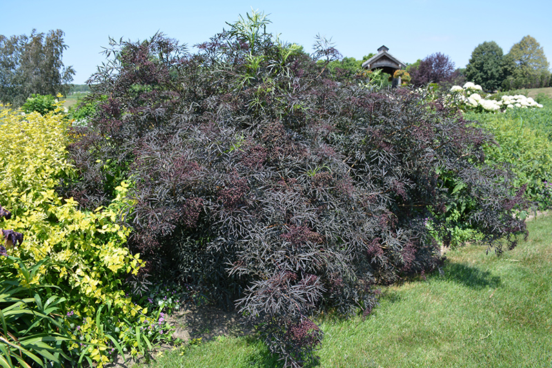 Black Lace Elder (Sambucus nigra 'Eva') at Plants Unlimited