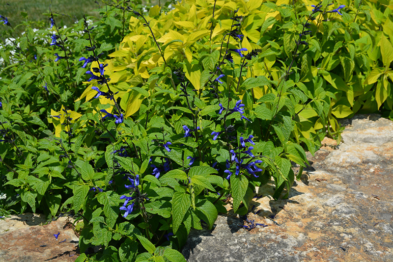 Black And Blue Anise Sage (Salvia guaranitica 'Black And Blue') at Plants Unlimited