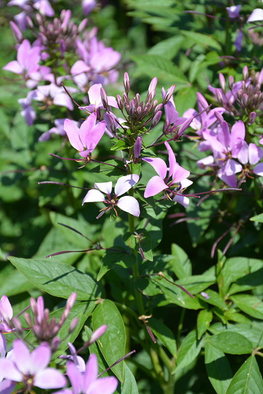 Pequena Rosalita Spider Flower (Cleome 'INCLENINRO') at Plants Unlimited