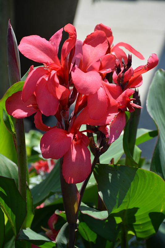 Toucan Rose Canna (Canna 'Toucan Rose') at Plants Unlimited