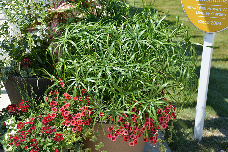 Baby Tut Umbrella Grass (Cyperus involucratus 'Baby Tut') at Plants Unlimited