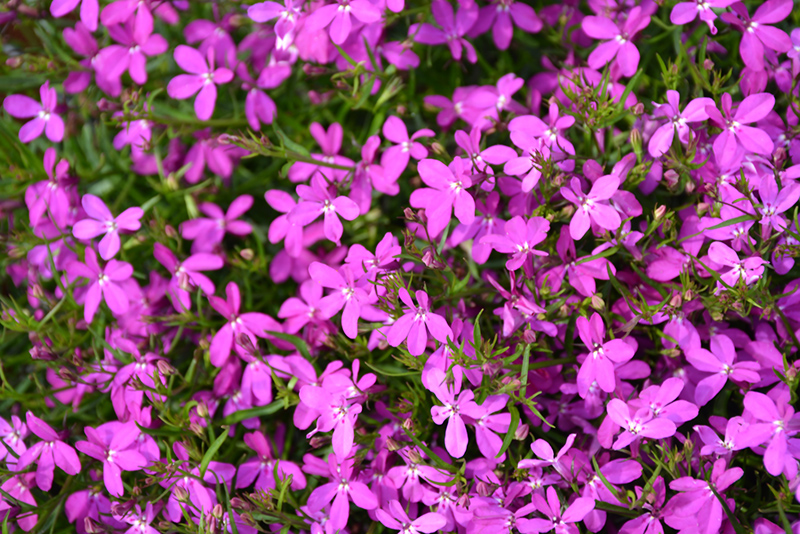 Hot Purple Star Lobelia (Lobelia 'Hot Purple Star') at Plants Unlimited
