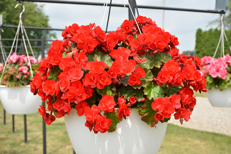 Vermillion Red Begonia (Begonia x hiemalis 'Vermillion Red') at Plants Unlimited
