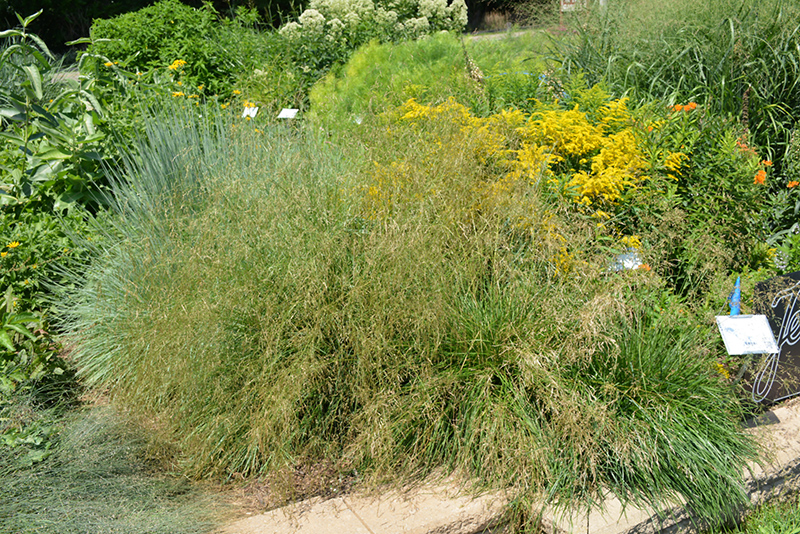 Pixie Fountain Tufted Hair Grass (Deschampsia cespitosa 'Pixie Fountain') at Plants Unlimited