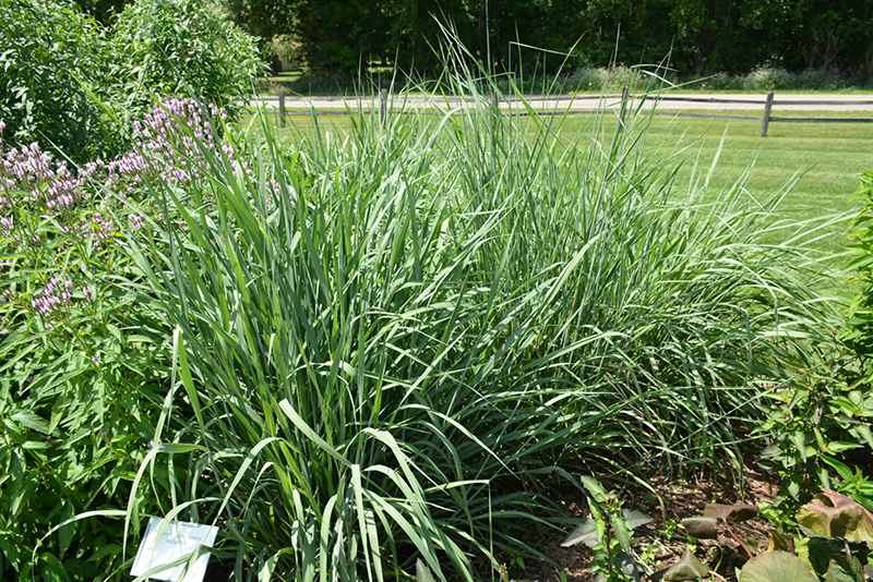 Indian Grass (Sorghastrum nutans) at Plants Unlimited