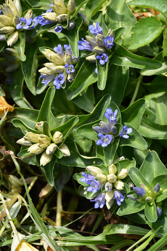 Blue Cross Gentian (Gentiana cruciata 'Blue Cross') at Plants Unlimited