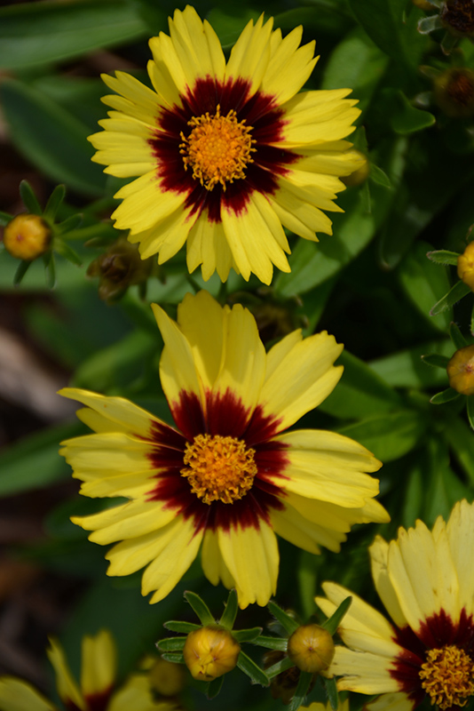 UpTick Yellow and Red Tickseed (Coreopsis 'Baluptowed') at Plants Unlimited