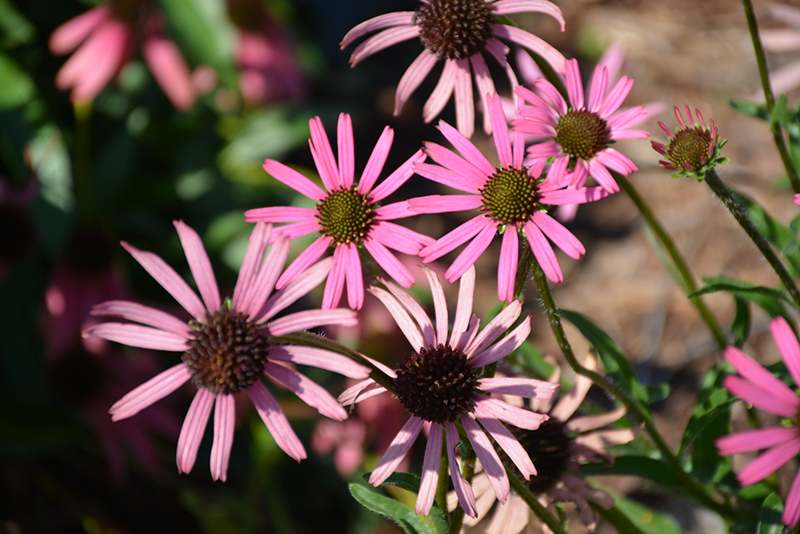 Rocky Top Coneflower (Echinacea tennesseensis 'Rocky Top') at Plants Unlimited