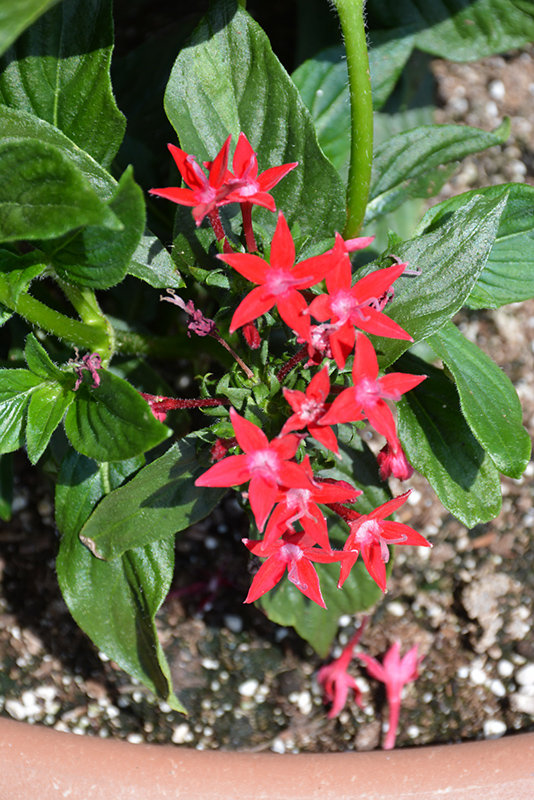 Starcluster Red Star Flower (Pentas lanceolata 'Starcluster Red') at Plants Unlimited