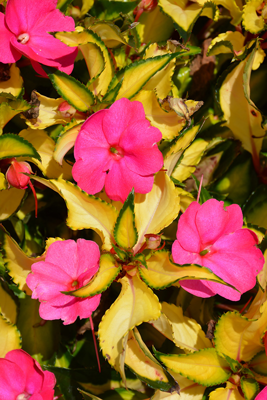 SunPatiens Compact Tropical Rose New Guinea Impatiens (Impatiens 'SunPatiens Compact Tropical Rose') at Plants Unlimited