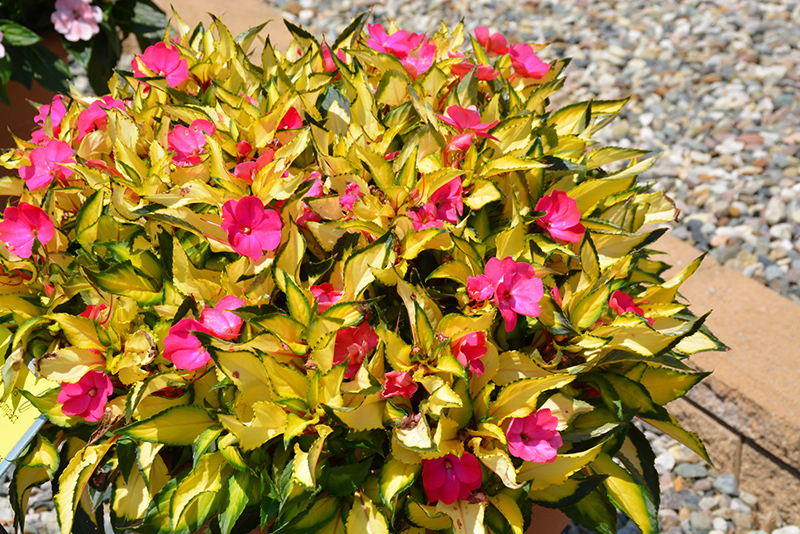 SunPatiens Compact Tropical Rose New Guinea Impatiens (Impatiens 'SunPatiens Compact Tropical Rose') at Plants Unlimited