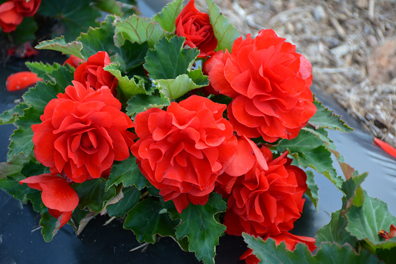 Nonstop Red Begonia (Begonia 'Nonstop Red') at Plants Unlimited