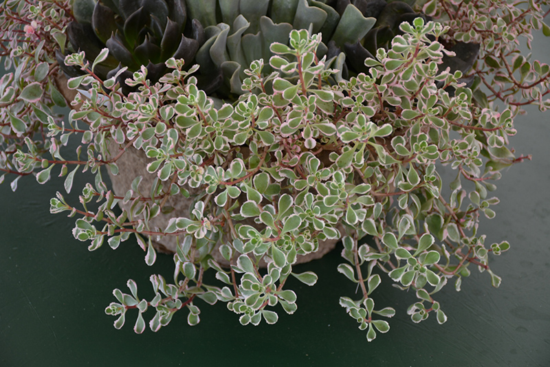 Tricolor Stonecrop (Sedum spurium 'Tricolor') at Plants Unlimited