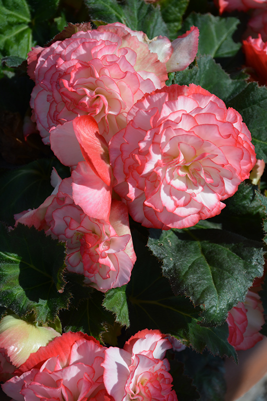Nonstop Rose Petticoat Begonia (Begonia 'Nonstop Rose Petticoat') at Plants Unlimited
