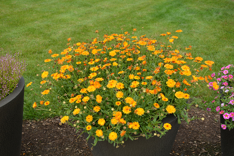 Lady Godiva Orange Marigold (Calendula 'kercaldiva') at Plants Unlimited