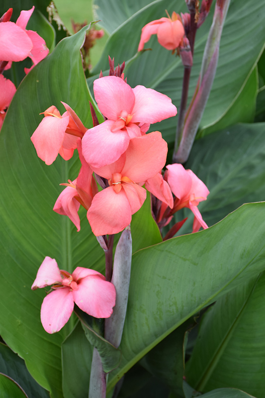 Toucan Coral Canna (Canna 'Toucan Coral') at Plants Unlimited