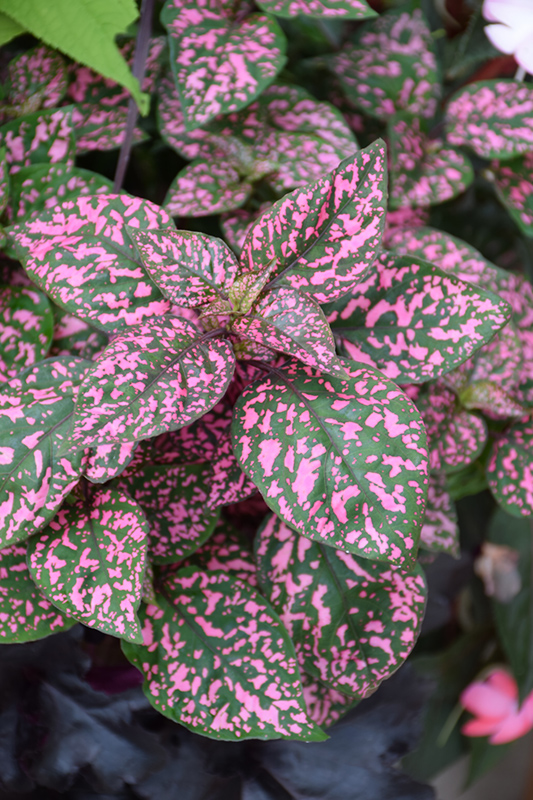 Hippo Pink Polka Dot Plant (Hypoestes phyllostachya 'Hippo Pink') at Plants Unlimited