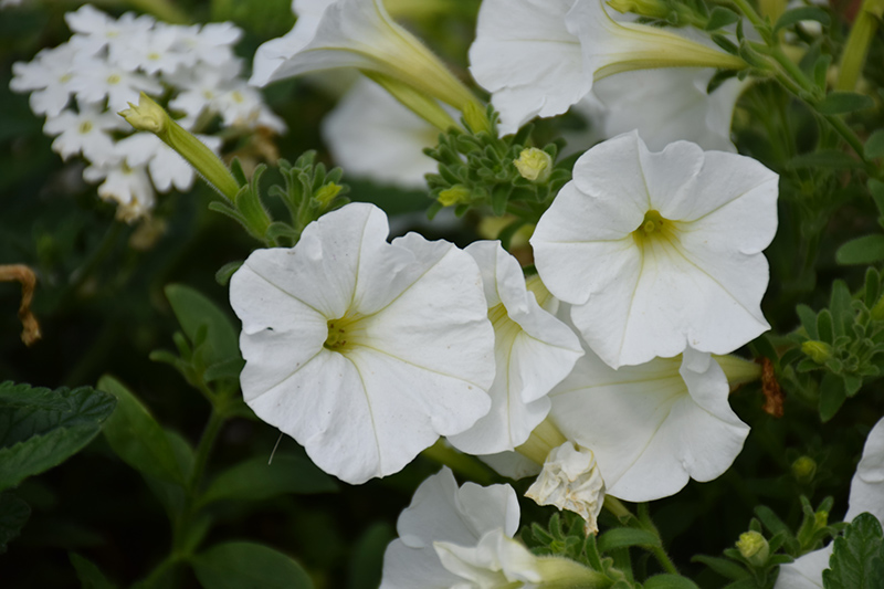 Supertunia White Petunia (Petunia 'Supertunia White') at Plants Unlimited