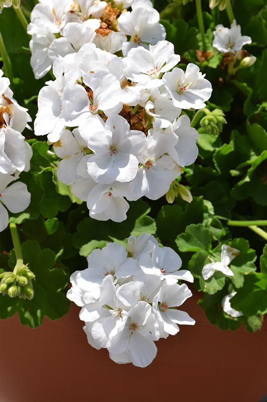 Calliope White Geranium (Pelargonium 'Calliope White') at Plants Unlimited