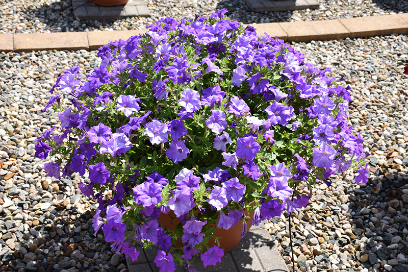 Surfinia Heavenly Blue Petunia (Petunia 'Surfinia Heavenly Blue') at Plants Unlimited