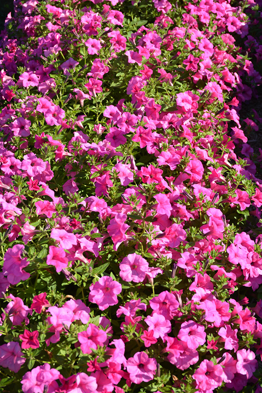 Surfinia Sumo Pink Petunia (Petunia 'Surfinia Sumo Pink') at Plants Unlimited