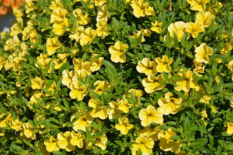 MiniFamous Neo Deep Yellow Calibrachoa (Calibrachoa 'MiniFamous Neo Deep Yellow') at Plants Unlimited