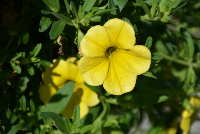MiniFamous Neo Deep Yellow Calibrachoa (Calibrachoa 'MiniFamous Neo Deep Yellow') at Plants Unlimited