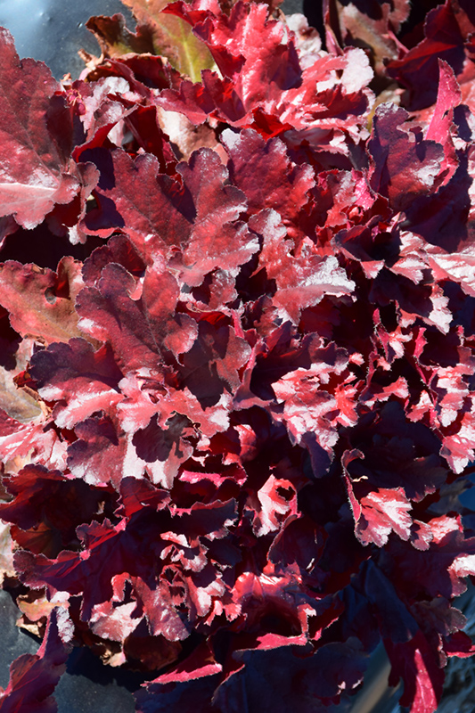 Forever Red Coral Bells (Heuchera 'Forever Red') at Plants Unlimited