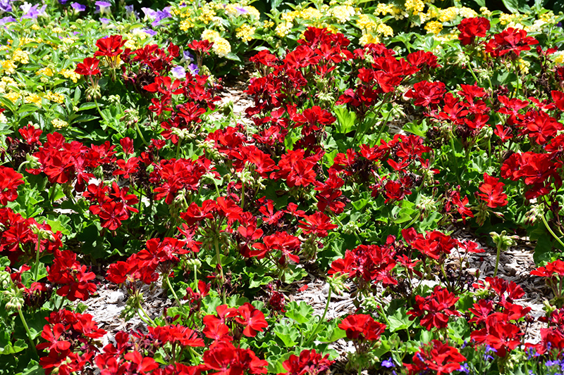Calliope Medium Dark Red Geranium (Pelargonium 'Calliope Medium Dark Red') at Plants Unlimited