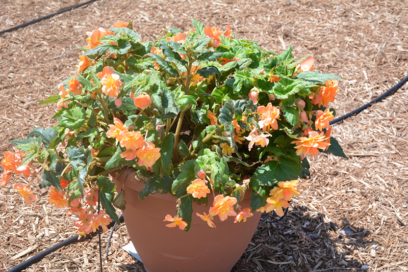 Illumination Apricot Shades Begonia (Begonia 'Illumination Apricot Shades') at Plants Unlimited