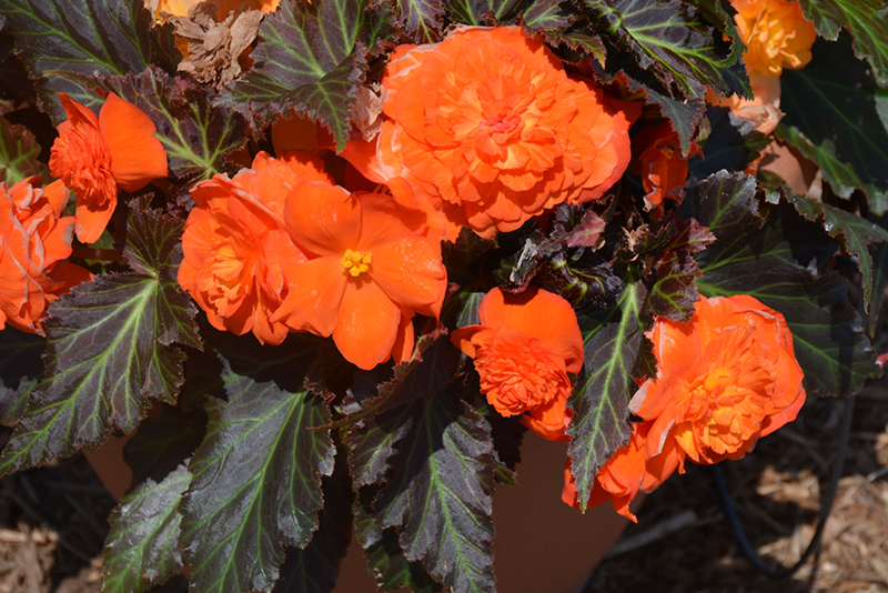 Nonstop Mocca Bright Orange Begonia (Begonia 'Nonstop Mocca Bright Orange') at Plants Unlimited