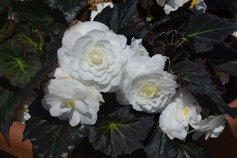 Nonstop Mocca White Begonia (Begonia 'Nonstop Mocca White') at Plants Unlimited