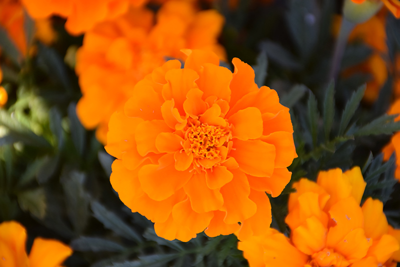 Durango Orange Marigold (Tagetes patula 'Durango Orange') at Plants Unlimited