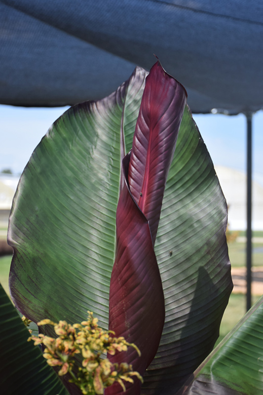 Red Banana (Ensete ventricosum 'Maurelii') at Plants Unlimited