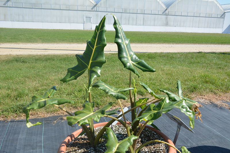 Sarian African Mask (Alocasia 'Sarian') at Plants Unlimited