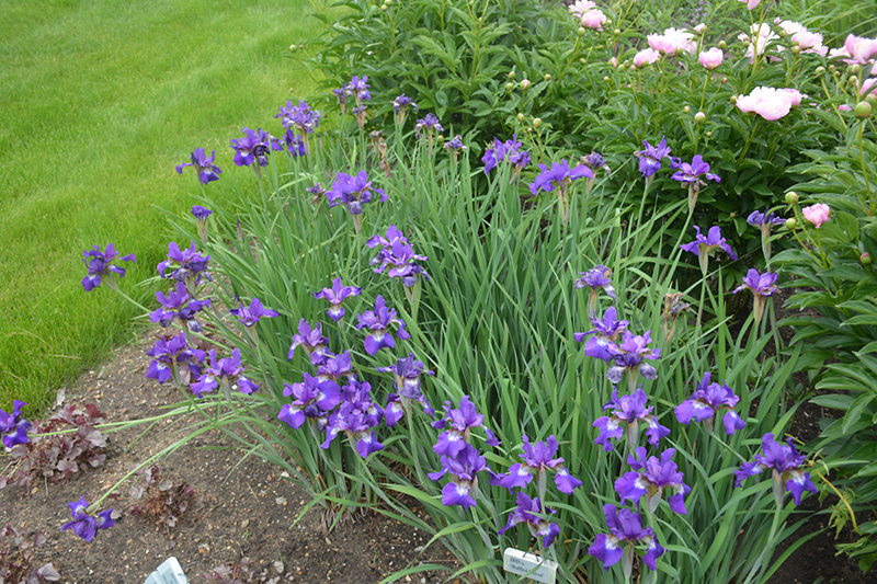 Ruffled Velvet Iris (Iris sibirica 'Ruffled Velvet') at Plants Unlimited