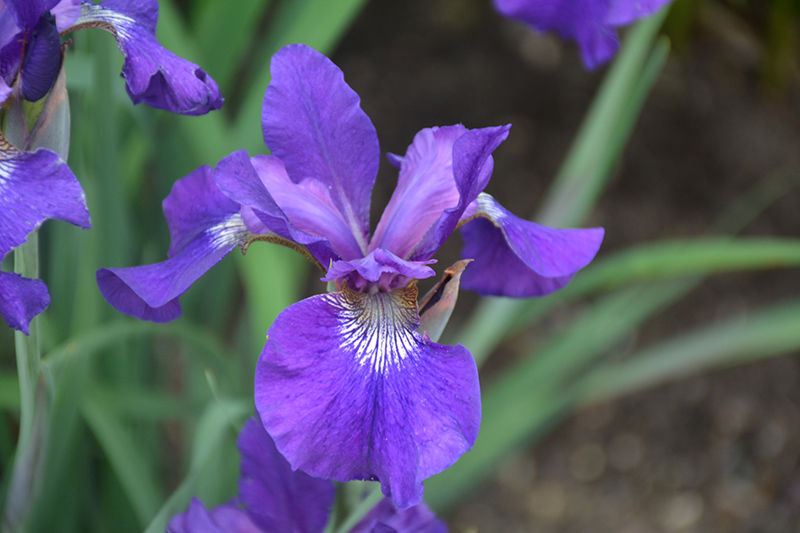 Ruffled Velvet Iris (Iris sibirica 'Ruffled Velvet') at Plants Unlimited