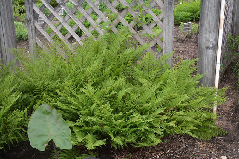 Lady in Red Fern (Athyrium filix-femina 'Lady in Red') at Plants Unlimited