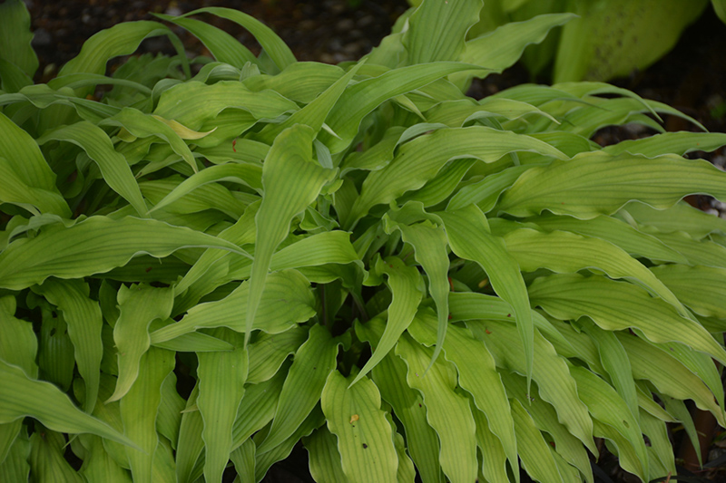Curly Fries Hosta (Hosta 'Curly Fries') at Plants Unlimited