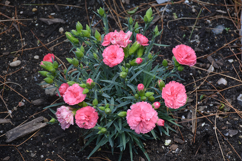 Fruit Punch Classic Coral Pinks (Dianthus 'Classic Coral') at Plants Unlimited