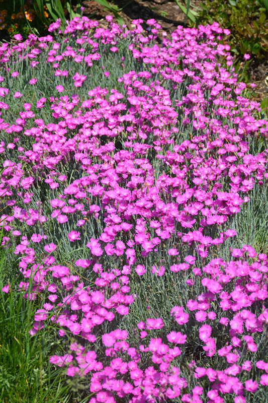 Firewitch Pinks (Dianthus gratianopolitanus 'Firewitch') at Plants Unlimited