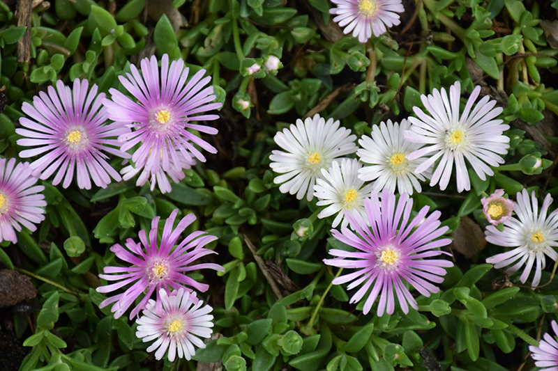 Lavender Ice Ice Plant (Delosperma 'Psfave') at Plants Unlimited