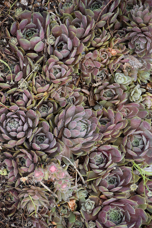 Pacific Blue Ice Hens And Chicks (Sempervivum 'Pacific Blue Ice') at Plants Unlimited