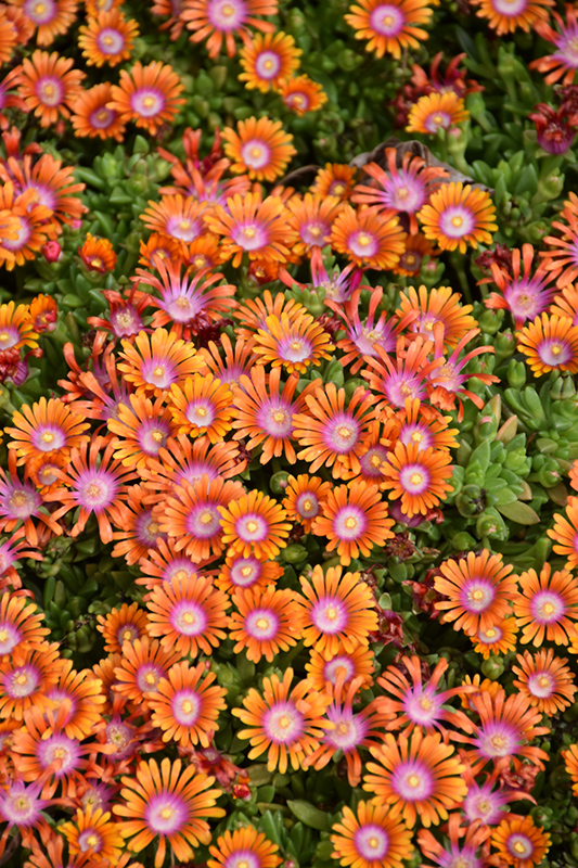 Fire Spinner Ice Plant (Delosperma 'Fire Spinner') at Plants Unlimited