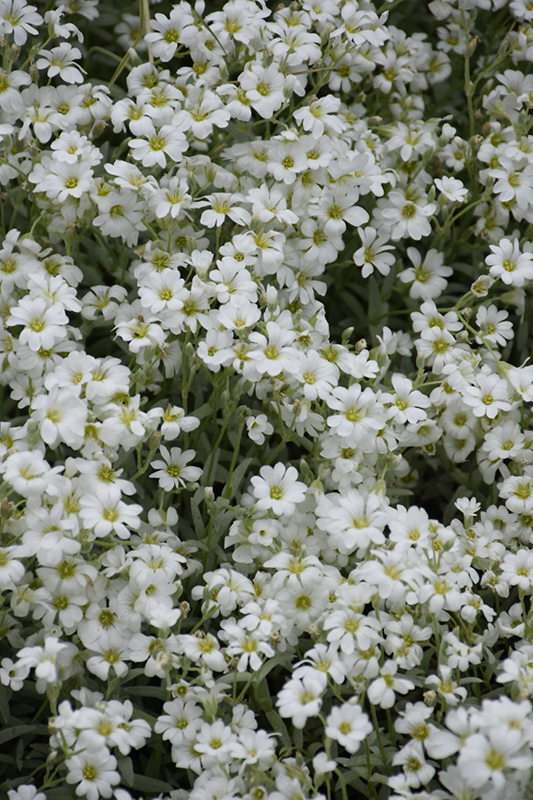 Yo Yo Snow-In-Summer (Cerastium tomentosum 'Yo Yo') at Plants Unlimited