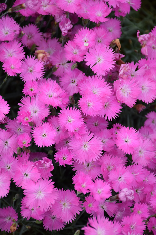 Firewitch Pinks (Dianthus gratianopolitanus 'Firewitch') at Plants Unlimited