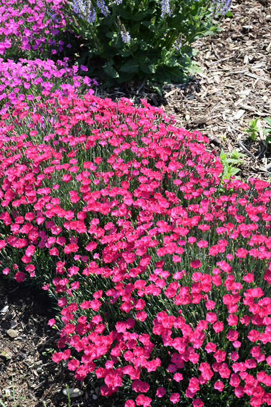Paint The Town Magenta Pinks (Dianthus 'Paint The Town Magenta') at Plants Unlimited