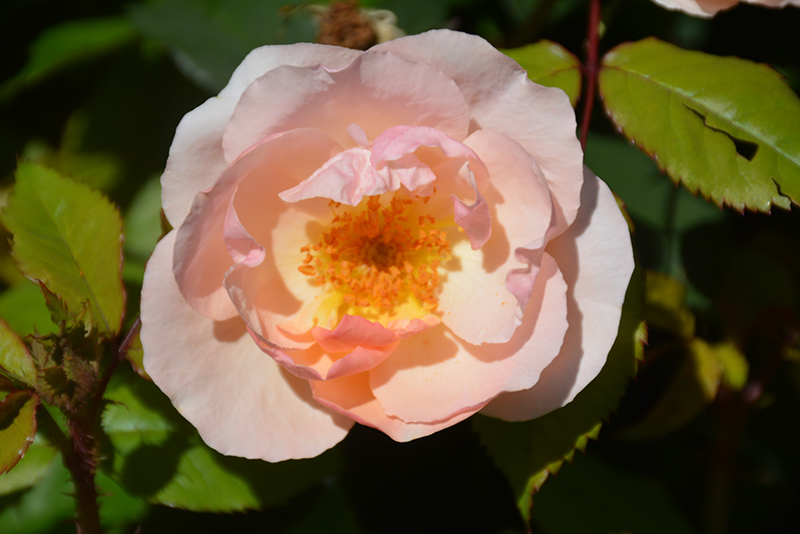Peachy Knock Out Rose (Rosa 'Radgor') at Plants Unlimited